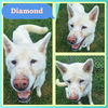 adoptable Dog in  named Diamond