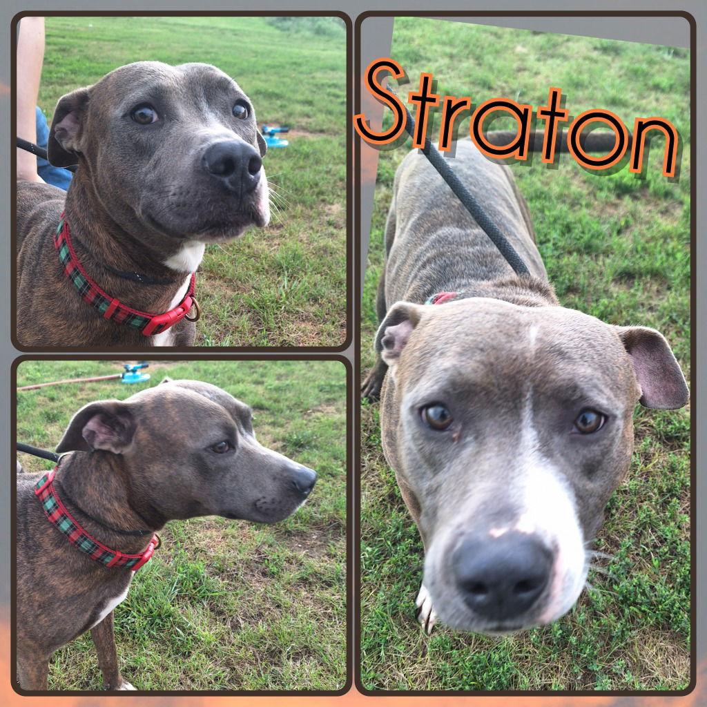 adoptable Dog in Pierceton, IN named Straton
