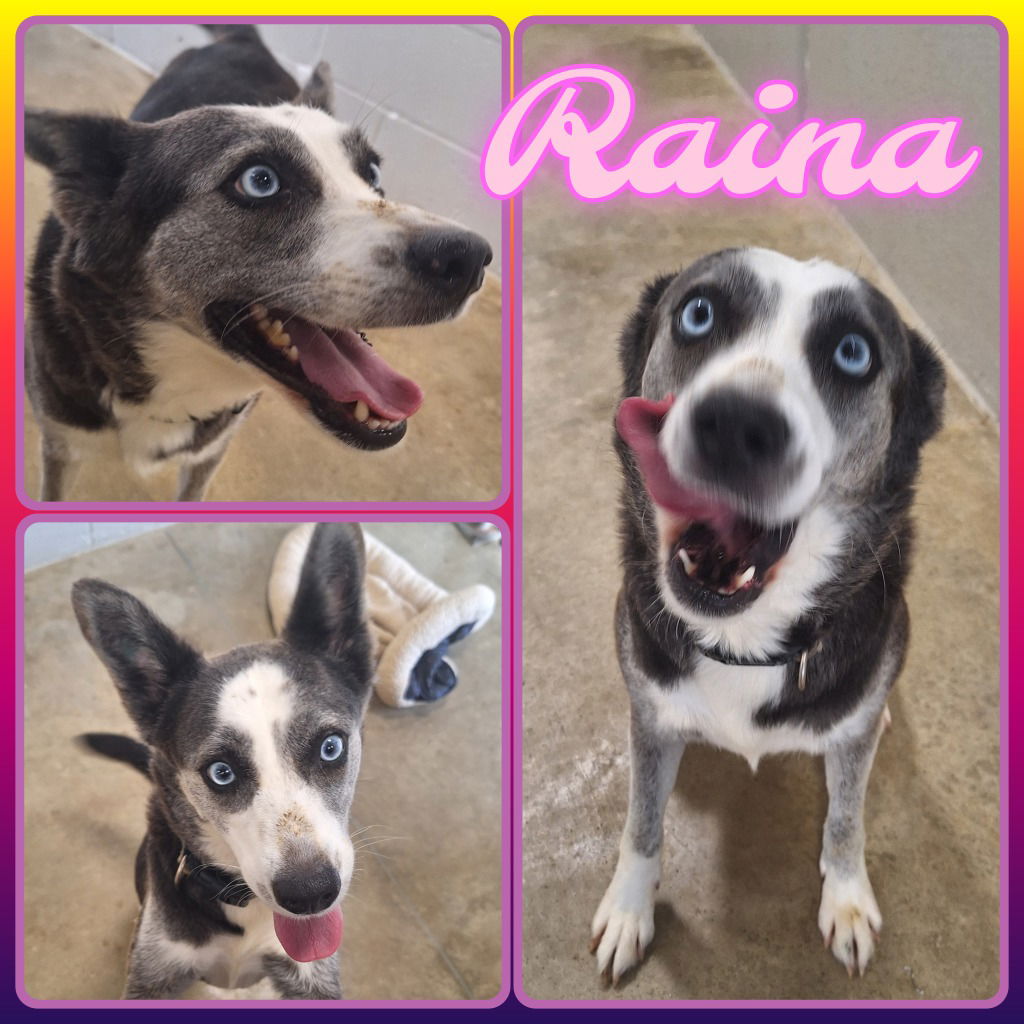 adoptable Dog in Pierceton, IN named Raina
