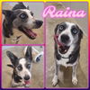 adoptable Dog in  named Raina