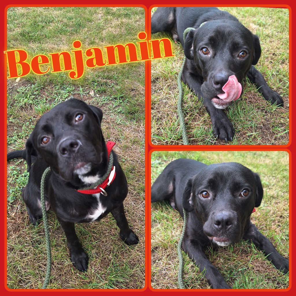 adoptable Dog in Pierceton, IN named Benjamin