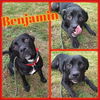 adoptable Dog in  named Benjamin