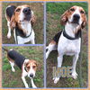 adoptable Dog in  named Moe