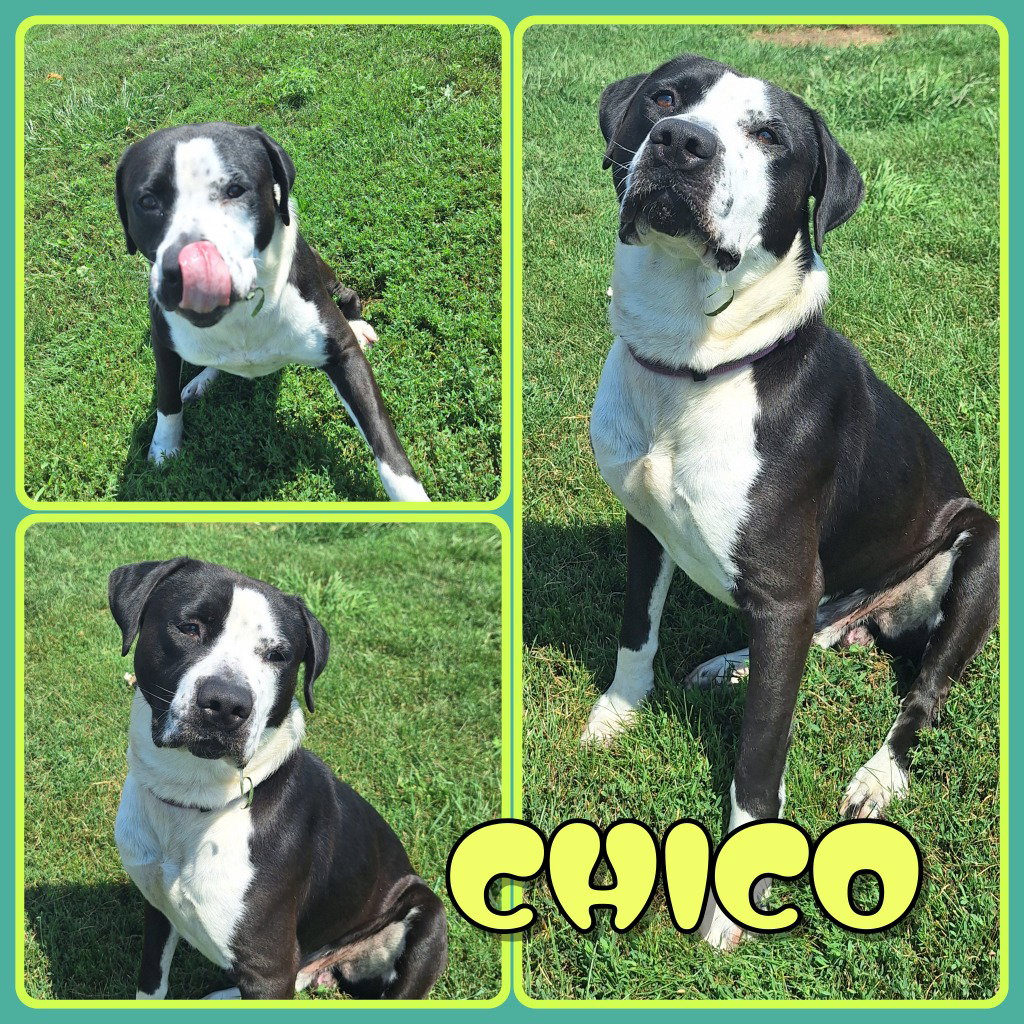 Chico Image