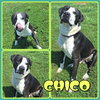 Chico - Photo 1