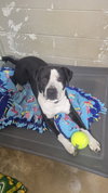 Chico - Photo 2