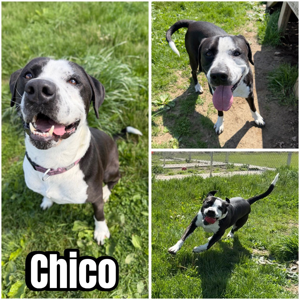 Chico- LONG TERM 7*13*25