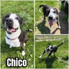 Chico - Long Term Resident - Photo 1