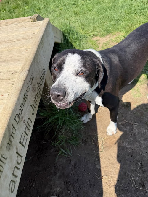 CHICO- LONG TERM 7*13*25 - American Staffordshire Terrier / Mastiff available for adoption
