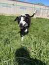Chico - Long Term Resident - Photo 3