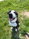 Chico - Long Term Resident - Photo 4