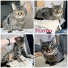 Purrito - Photo 1