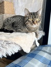 Purrito - Photo 2