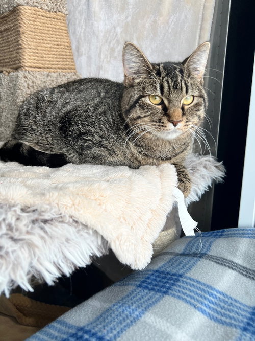 PURRITO - Domestic Short Hair available for adoption