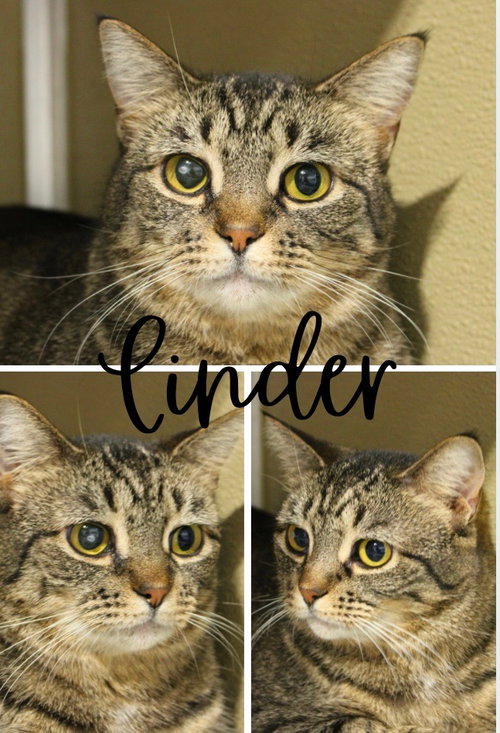CINDER - Domestic Short Hair available for adoption