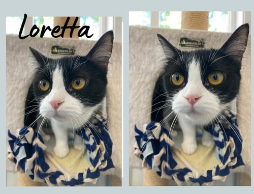 picture of the cat needing adoption