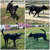 Molly - Photo 1