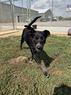 Molly - Photo 3