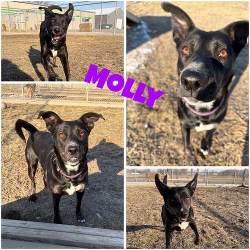 MOLLY - Shepherd for adoption in Fort Wayne