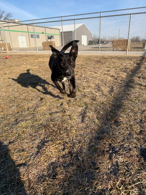 MOLLY- LONG TERM 9*2*25 - Shepherd available for adoption