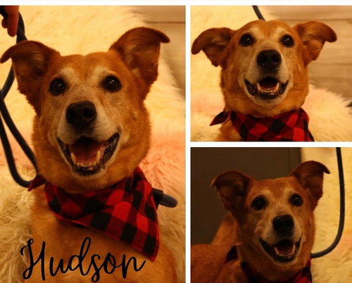 HUDSON - Golden Retriever / German Shepherd Dog available for adoption