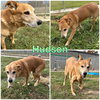 Hudson - Photo 2