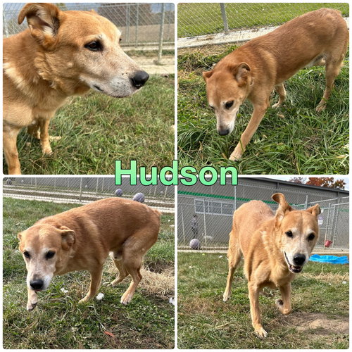 HUDSON - Golden Retriever / German Shepherd Dog available for adoption