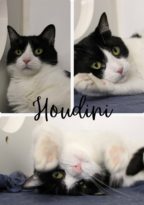HOUDINI - Domestic Short Hair available for adoption