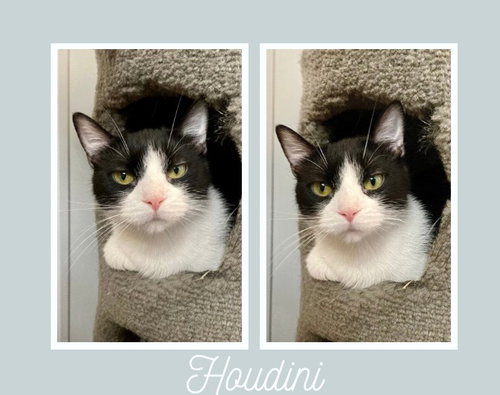 HOUDINI - Domestic Short Hair available for adoption