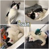Houdini- LONG TERM 8*13*25 - Photo 1