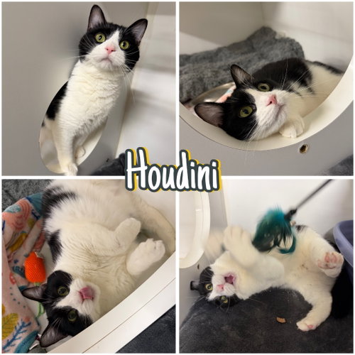 HOUDINI- LONG TERM 8*13*25 - Domestic Short Hair available for adoption