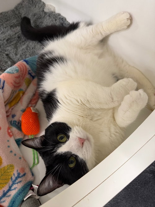 HOUDINI- LONG TERM 8*13*25 - Domestic Short Hair available for adoption