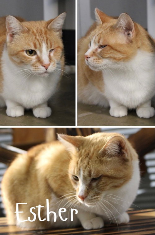 ESTHER - Domestic Short Hair available for adoption