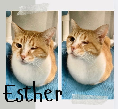ESTHER - Domestic Short Hair available for adoption