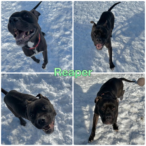 REAPER - Boxer / American Staffordshire Terrier available for adoption