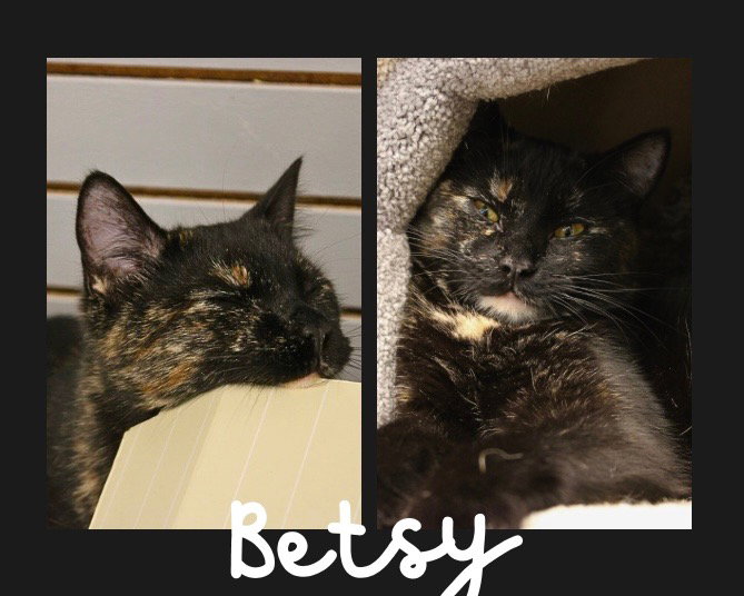 Betsy Image