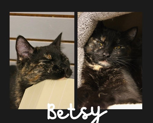 picture of the cat needing adoption