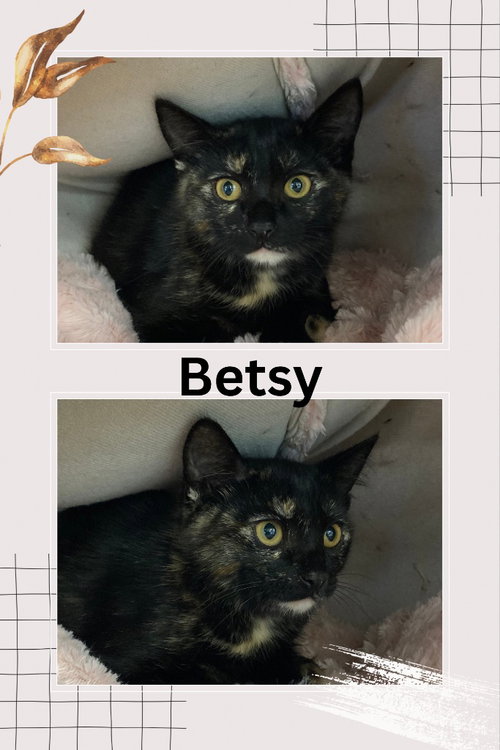 BETSY - Domestic Short Hair available for adoption