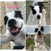 Pippin - Photo 1