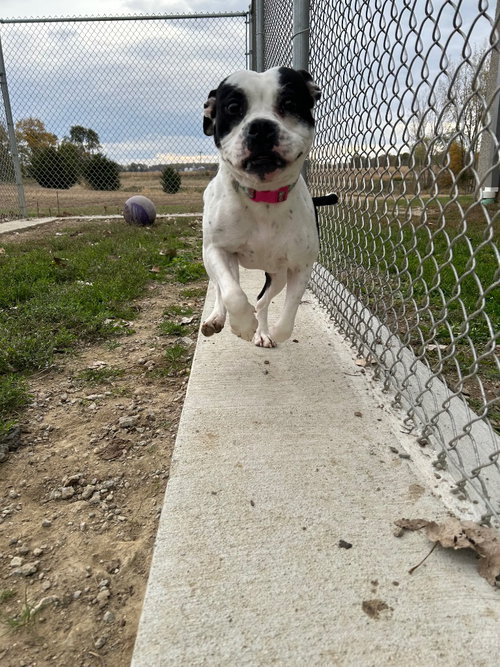PIPPIN - American Bulldog available for adoption