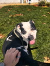 Pippin - Photo 4