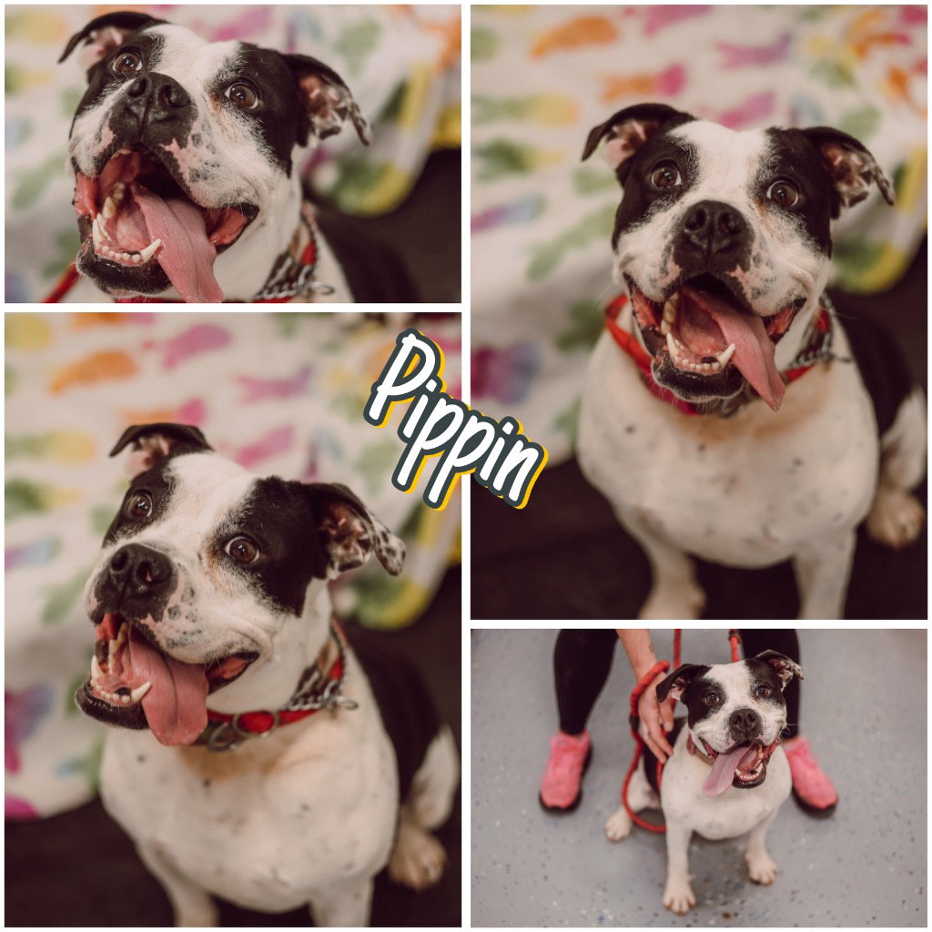 Pippin Image