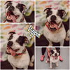 Pippin - Photo 1