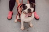 Pippin - Photo 2