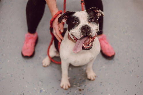 PIPPIN- LONG TERM 9*30*25 - American Bulldog available for adoption