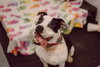 Pippin - Photo 4