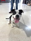 Pippin - Long Term Resident - Photo 2