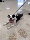 Pippin - Long Term Resident - Photo 3