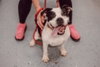 Pippin - Long Term Resident - Photo 4