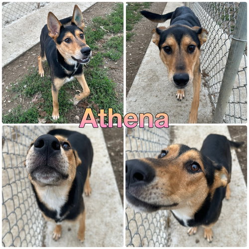 picture of the dog needing adoption